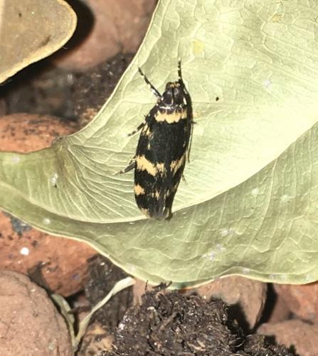 Oegoconia sp.